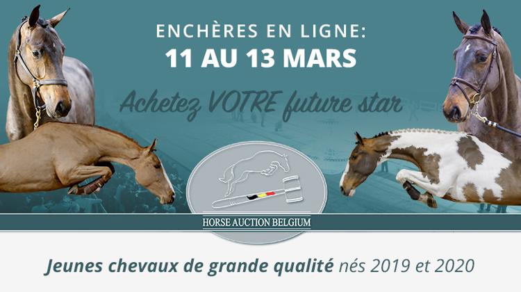 Du 11 au 13 mars, une collection aux enchères de 25 jeunes chevaux pour Horse Auction Belgium