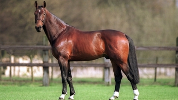 Kannan est le meilleur père au monde, selon le classement de la Fédération mondiale des éleveurs de chevaux de sport. 