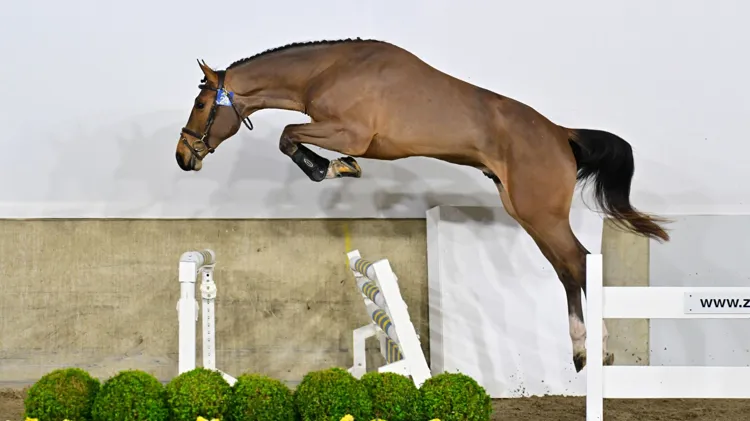 Champion Z, een zoon van Chacco Blue kreeg ook een goedkeuring