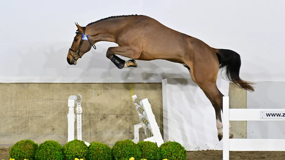 Champion Z, een zoon van Chacco Blue kreeg ook een goedkeuring