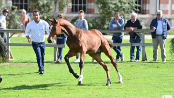 Depuis 2022, le Groupe France Élevage sélectionne chaque année une cinquantaine de foals dont Maestro del’Isle, parmi près de 500 candidatures pour soutenir les éleveurs français et enrichir son catalogue d'étalons.