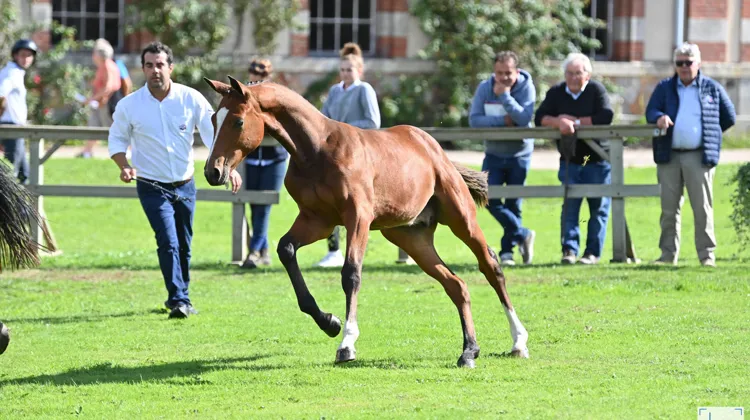 Depuis 2022, le Groupe France Élevage sélectionne chaque année une cinquantaine de foals dont Maestro del’Isle, parmi près de 500 candidatures pour soutenir les éleveurs français et enrichir son catalogue d'étalons.