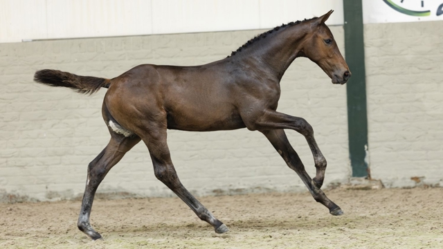 Horatio Rising Z