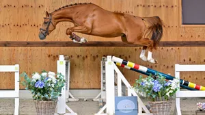 Horse Auction Belgium verzamelt 24 jonge talenten uit bewezen sportfamilies