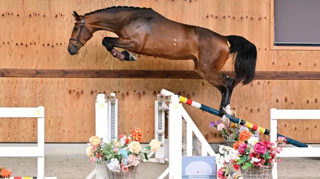 Giotto de Tiji (Zirocco Blue VDL x Don't Touch Tiji Hero)