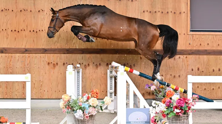 Giotto de Tiji (Zirocco Blue VDL x Don't Touch Tiji Hero)