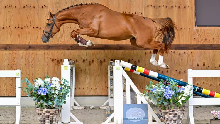 Horse Auction Belgium verzamelt 24 jonge talenten uit bewezen sportfamilies