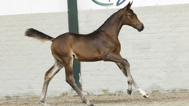 De absolute ster van de avond was Verona (Catoki x Echo van ’t Spieveld) die voor €16.500 onder de virtuele hamer ging