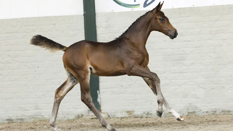 De absolute ster van de avond was Verona (Catoki x Echo van ’t Spieveld) die voor €16.500 onder de virtuele hamer ging