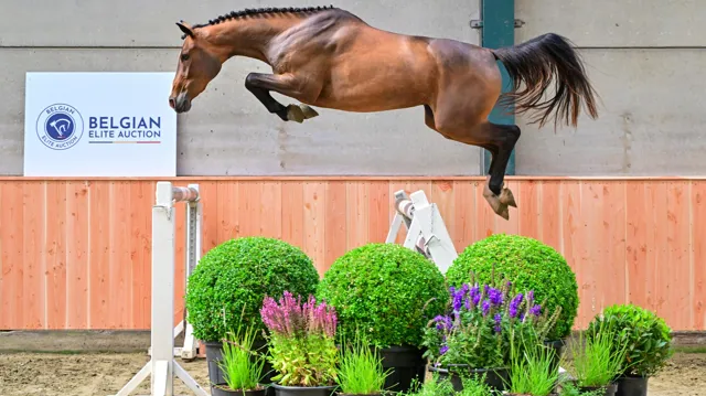 Heeft u zelf een interessant paard op stal? 