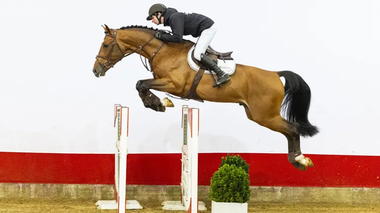 De vijfjarige AES-hengst Amazing A.S. (Andiamo Z) deed zijn naam eer aan en werd voor 60.000 verkocht naar Dubai