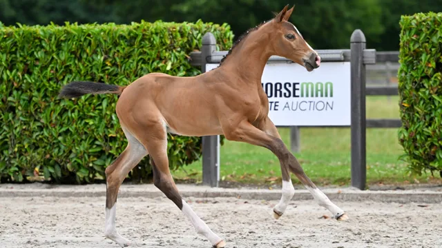 Aftellen naar de Horseman Elite Auction