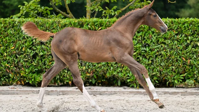 Ermitage Kalone-merrieveulen Ermione vd Walhoeve SC Z was de veilingtopper van de avond