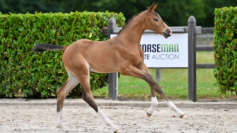 Aftellen naar de Horseman Elite Auction