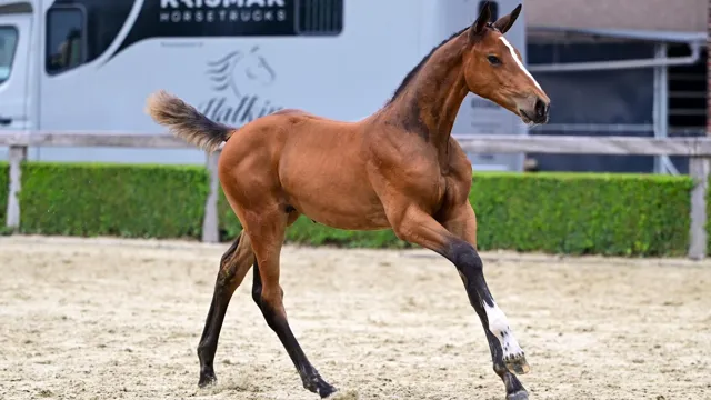E-Nikka JDB/JBF Z, de volle zus van Nikka vd Bisschop, ging voor €52.000 onder de veilinghamer