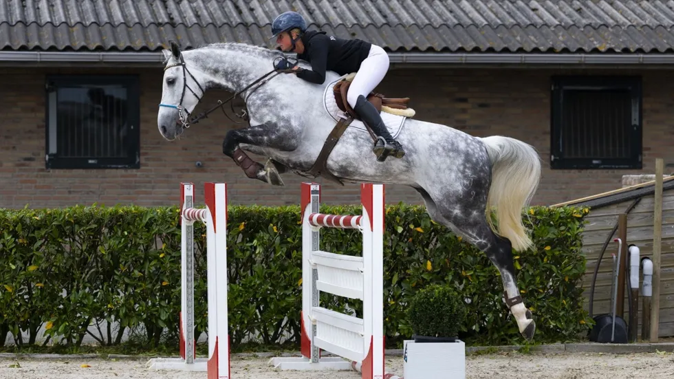 Calidoss was de veilingtopper