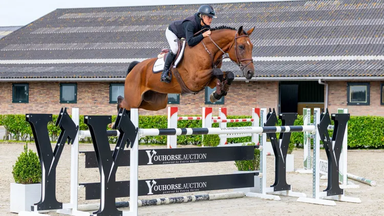 Met 45.000 euro de eerste veilingtopper van de 80ste Youhorse.auction: Mr Cochac PS (Messenger x Conthargos)
