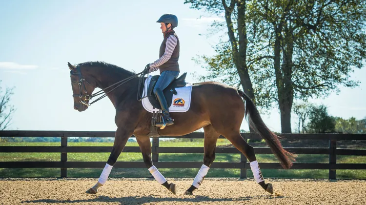 Cavalor dévoile Optrimal X, un programme qui ajuste précisément l'alimentation des chevaux de sport selon leurs besoins digestifs, énergétiques et nutritionnels réels.