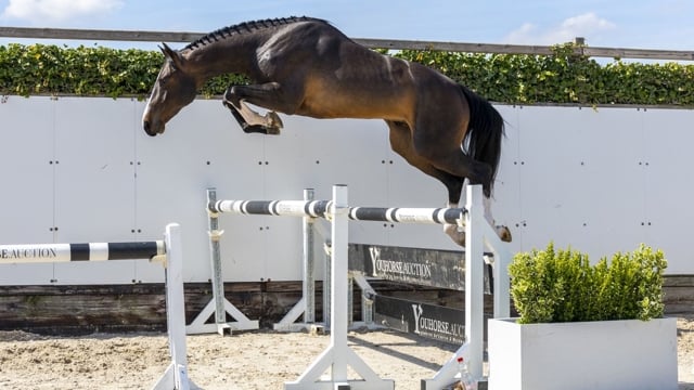 36.000 euro voor driejarige Santana in Youhorse.auction 