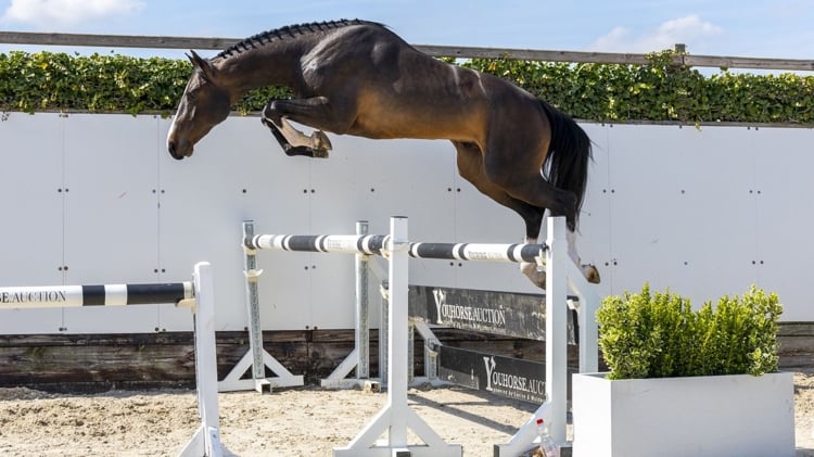 36.000 euro voor driejarige Santana in Youhorse.auction 