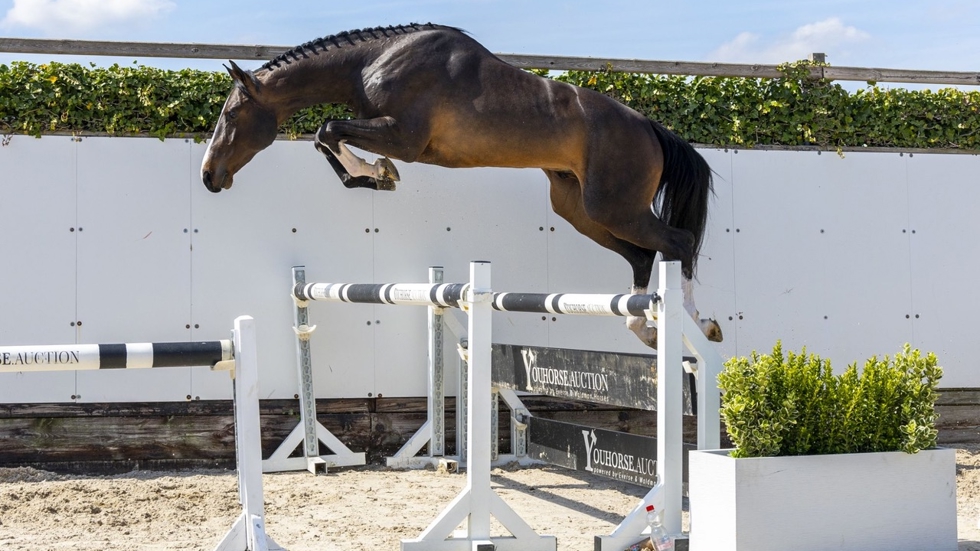36.000 euro voor driejarige Santana in Youhorse.auction 
