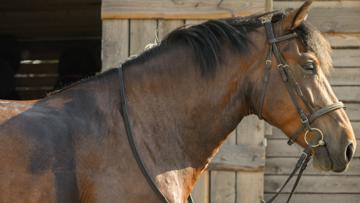 La transpiration du cheval responsable d’un grand nombre de problème de peau