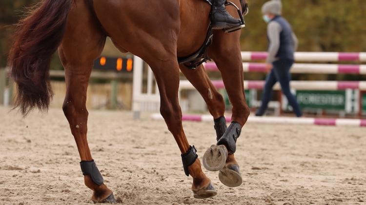Comment muscler son cheval?