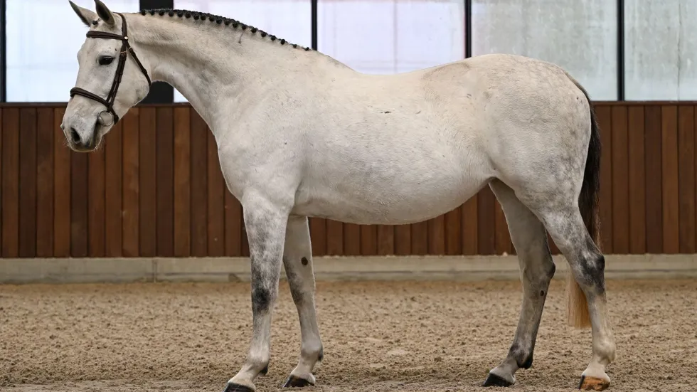 Veilingtopper Ola Kala de Regor