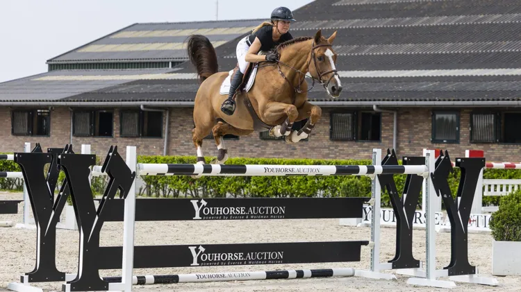 De internationaal op 1.50m-niveau ervaren Fondan de Caverie (Ogrion des Champs x Qredo de Paulstra) werd voor 105.000 euro verkocht aan kopers uit Turkije