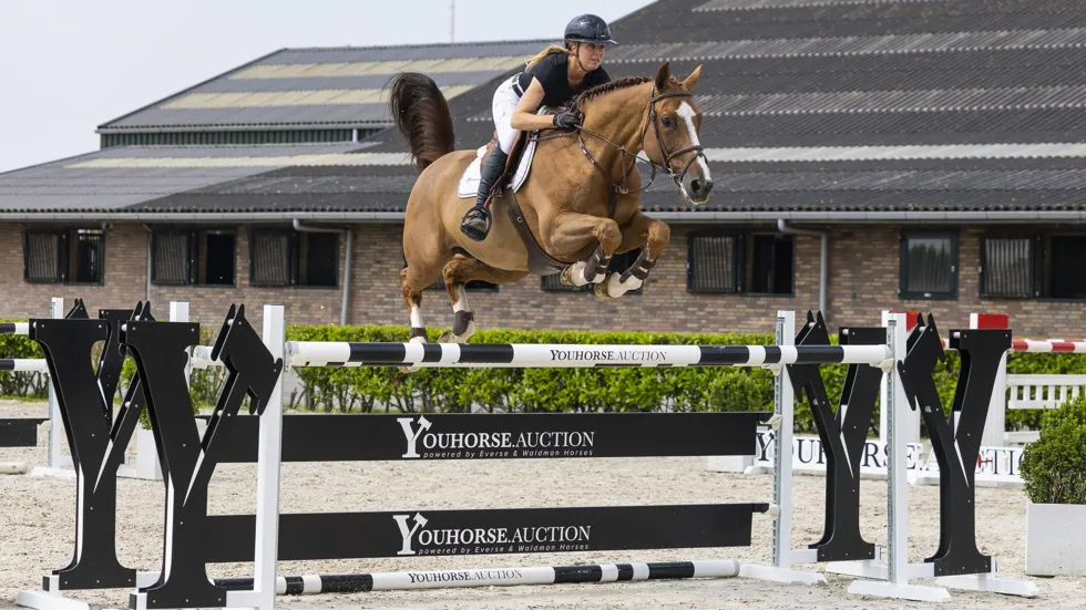 De internationaal op 1.50m-niveau ervaren Fondan de Caverie (Ogrion des Champs x Qredo de Paulstra) werd voor 105.000 euro verkocht aan kopers uit Turkije