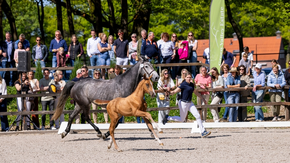 Eerste Veulenveiling Prinsjesdag tijdens NK Springen groot succes!