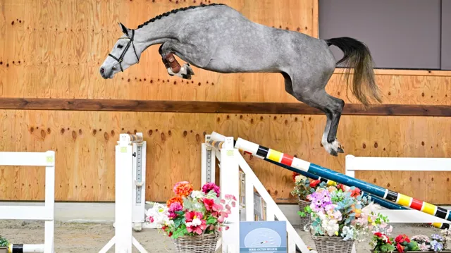 Het team verwelkomt klanten wereldwijd om deze spannende nieuwe generatie springpaarden te ontdekken.