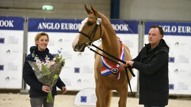 Kampioen bij de springhengsten Aix La Chapelle