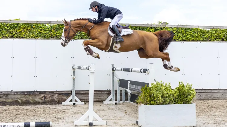De vierjarige hengst A Colourful One Z (Aganix du Seigneur x Argentinus) werd voor 30.000 euro verkocht aan kopers uit het Verenigd Koninkrijk.