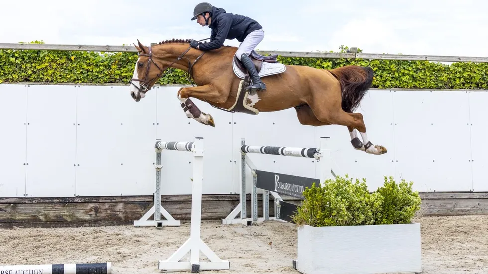 De vierjarige hengst A Colourful One Z (Aganix du Seigneur x Argentinus) werd voor 30.000 euro verkocht aan kopers uit het Verenigd Koninkrijk.