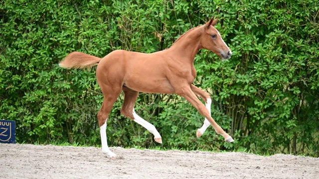 Darrily Z won de reeks voor merrieveulens