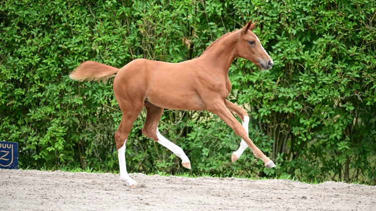 Darrily Z won de reeks voor merrieveulens