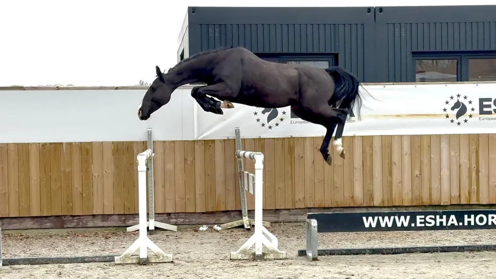 Vierjarige ruin uit huidige collectie: Cyrano du Jaco Z (CONNOR x NONSTOP)