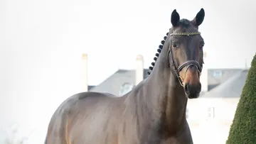 Issu d’un croisement entre Chacco-Blue et la célèbre souche de Mésange du Rouet, Dollar du Rouet est un étalon à suivre.