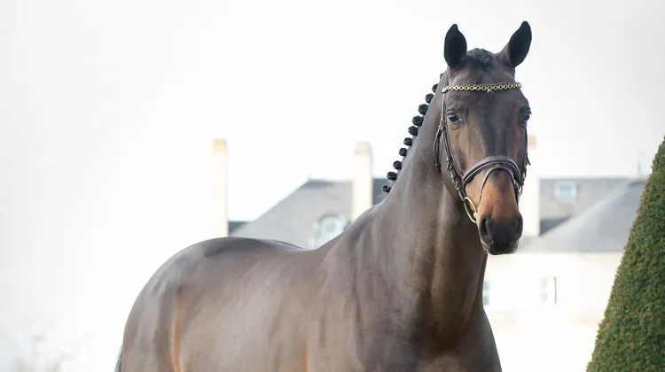Issu d’un croisement entre Chacco-Blue et la célèbre souche de Mésange du Rouet, Dollar du Rouet est un étalon à suivre.