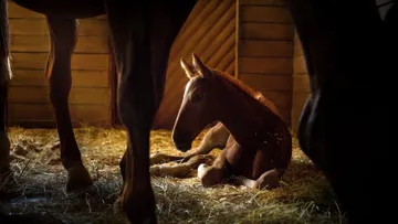 Selon une grande partie de la classe vétérinaire, l’entérite proliférative ne touche que des poulains