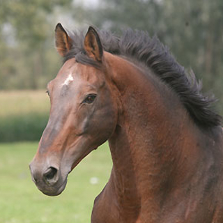 Nabab de Rêve