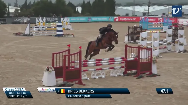 Sunshine Tour-sensatie Rocco Q klaar voor Belgisch fokkerijseizoen