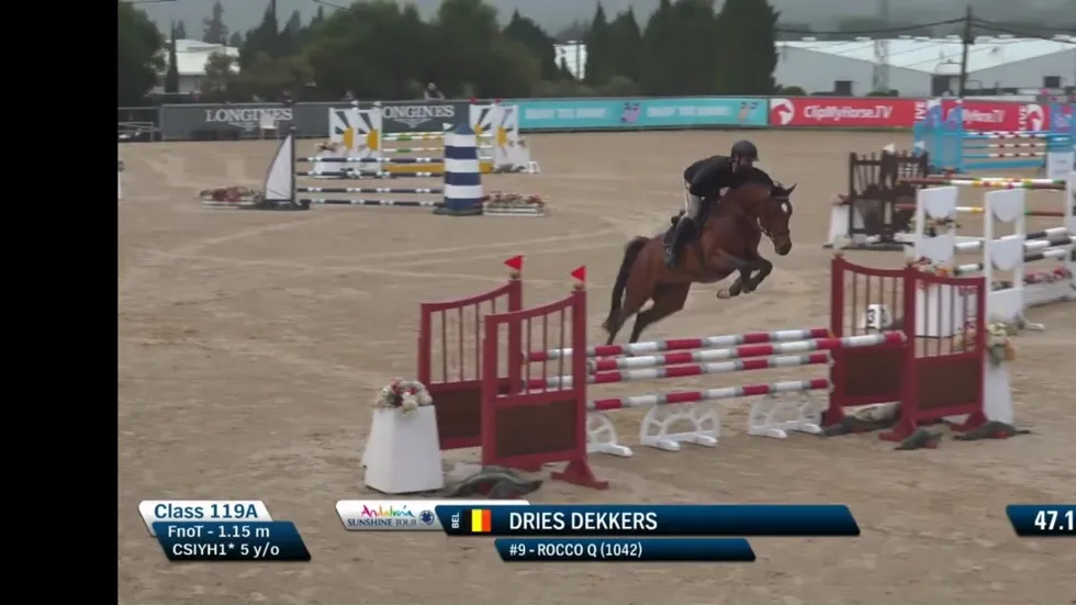 Sunshine Tour-sensatie Rocco Q klaar voor Belgisch fokkerijseizoen