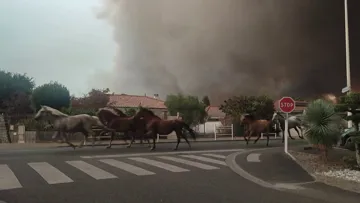 Les images des chevaux galopant dans le centre de Biscarrosse pour échaper aux flammes ont fait le tour des réseaux sociaux. 