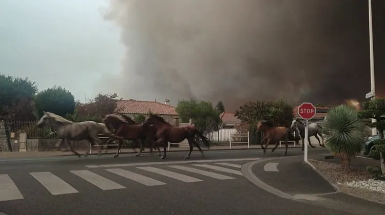 Les images des chevaux galopant dans le centre de Biscarrosse pour échaper aux flammes ont fait le tour des réseaux sociaux. 