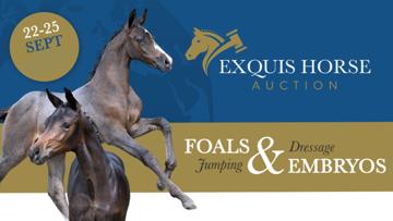Du 22 au 25 septembre, enchérissez sur la crème des poulains d’obstacles et de dressage grâce aux Exquis Horse Auction.