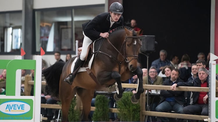 Orleans van de Kruishoeve tijdens de hengstencompetitie als jong paard