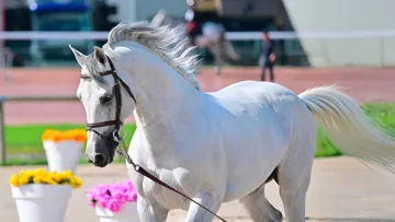Lors de la dernière édition de la Grande Semaine de Fontainebleau, Ekano DKS s’est distingué en tant que reproducteur par les bons résultats de plusieurs de ses produits.