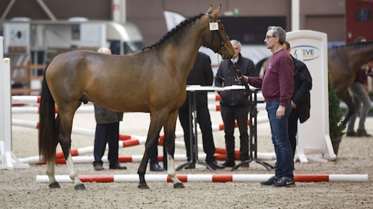 Mijnheer van de Lentamel Vrijspringen BWP Hengstenkeuring 2014 - Azelhof Lier